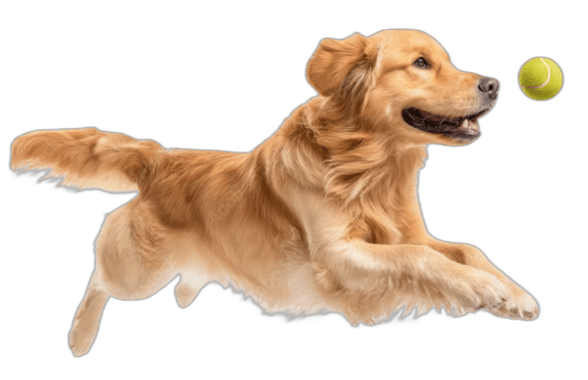 pet-insurance-san-jose-dog-cat.png
