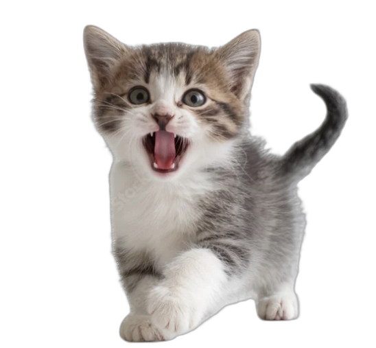 pet-insurance-san-jose-dog-cat.png